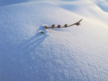 冰雪 光影 雪花 纯洁 秀美