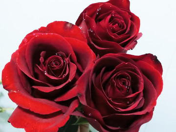红玫瑰  玫瑰花