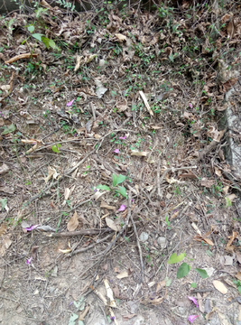 杂草 背景 纹理 植物背景