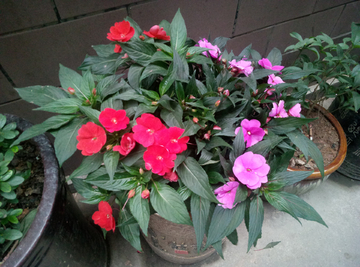 盆栽植物 红色花朵 紫色花瓣
