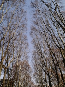 冬天的梧桐树