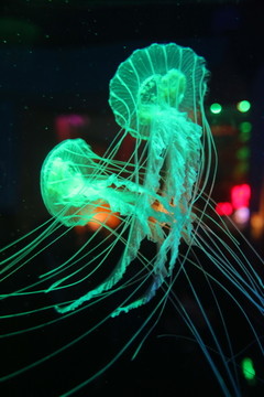 绿光下游动的水母