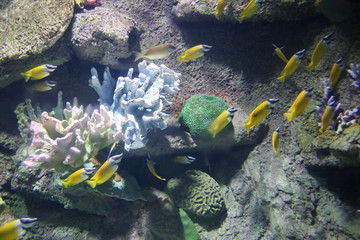 海底世界小小黄鱼