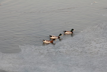 湖面游游动的野鸭