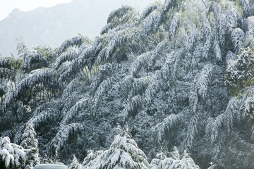 浦城雪景