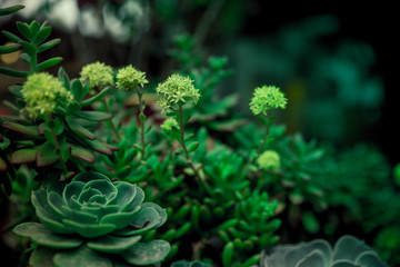 多肉植物