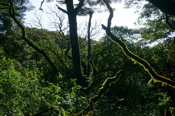 高山树枝