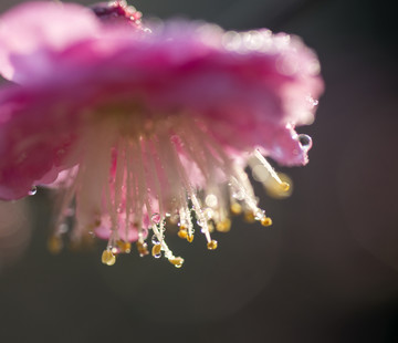 梅花特写