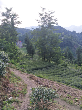 茶园茶叶风景