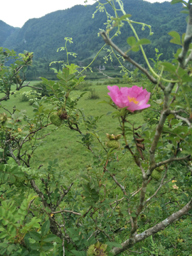 野生刺梨汁水果