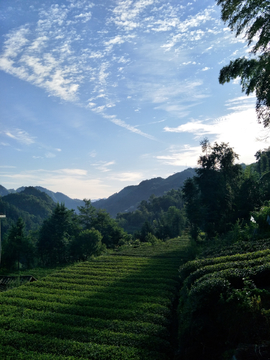 天空云彩茶园