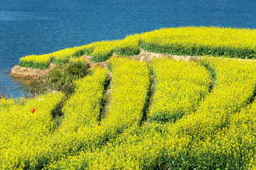 油菜花