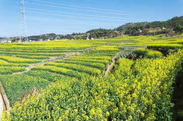 油菜花田