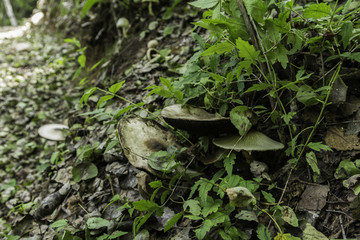 喇叭沟门 野生菌