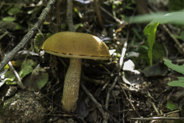 喇叭溝門 野生菌