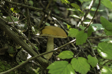 喇叭沟门 野生菌