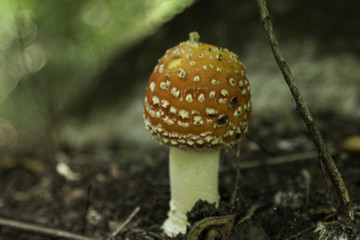 喇叭沟门 野生菌