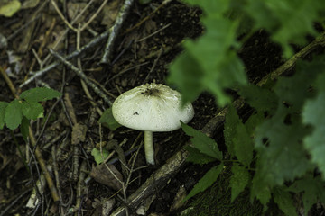 喇叭沟门 野生菌