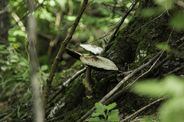 喇叭沟门 野生菌