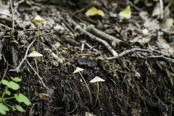 喇叭沟门 野生菌