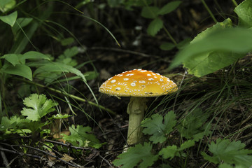 喇叭沟门 野生菌