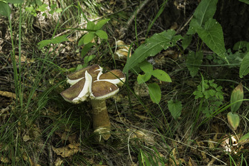 喇叭沟门 野生菌