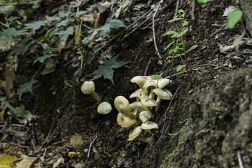 喇叭沟门 野生菌