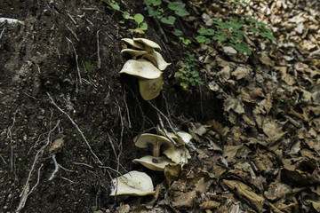 喇叭沟门 野生菌