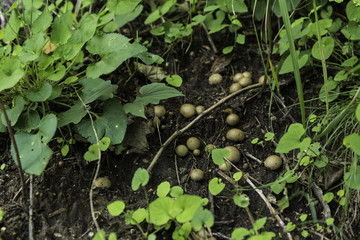 喇叭溝門 野生菌