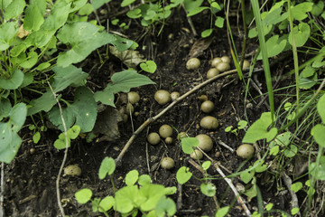 喇叭沟门 野生菌