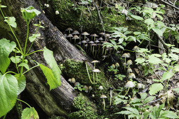 喇叭沟门 野生菌