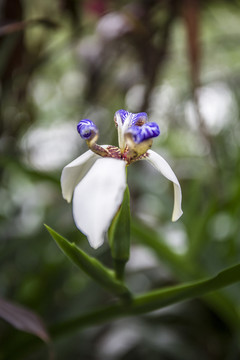 小花