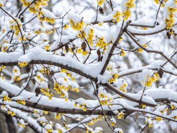 雪中腊梅花