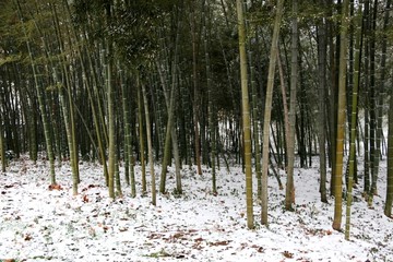 梅园雪景