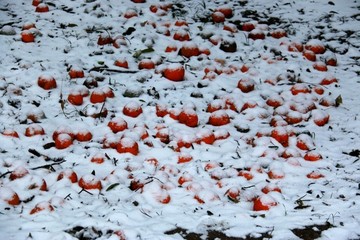 梅园雪景