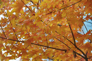 秋天的枫树素材