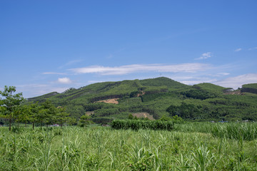 蓝天 山坡 树林 甘蔗地