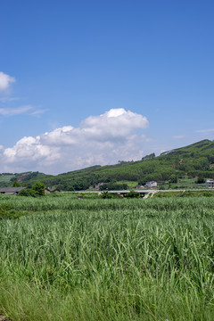 乡村风光