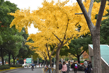 上海 人民大道 银杏树
