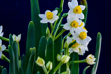 水仙花