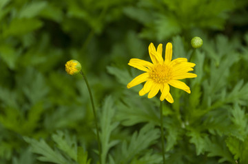 小黄菊