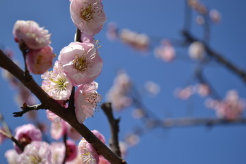 初春 桃花