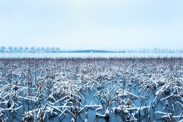 西湖雪景