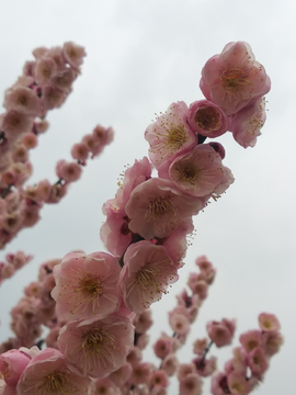 梅花朵朵开