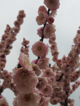 梅花朵朵开