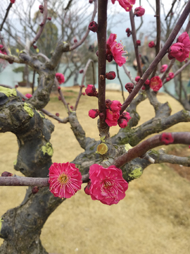 梅花朵朵开