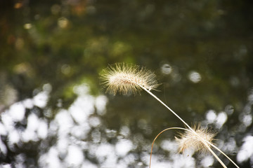 狗尾巴草