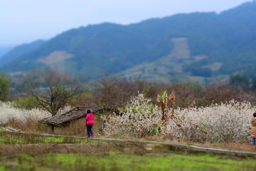 田园乡村李花