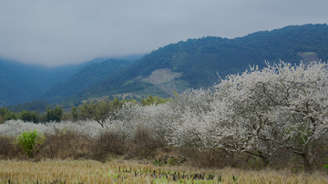 田园乡村李花