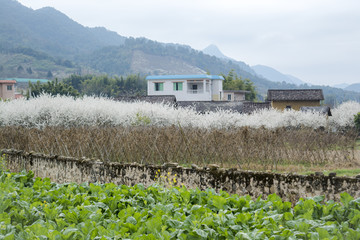 乡村田园李花